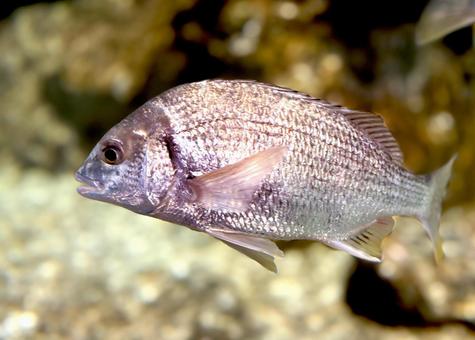 魚 魚 海,魚,動物の写真素材