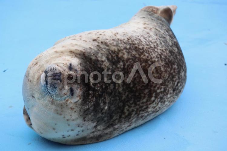 ゴマフアザラシ アザラシ,動物,生き物の写真素材