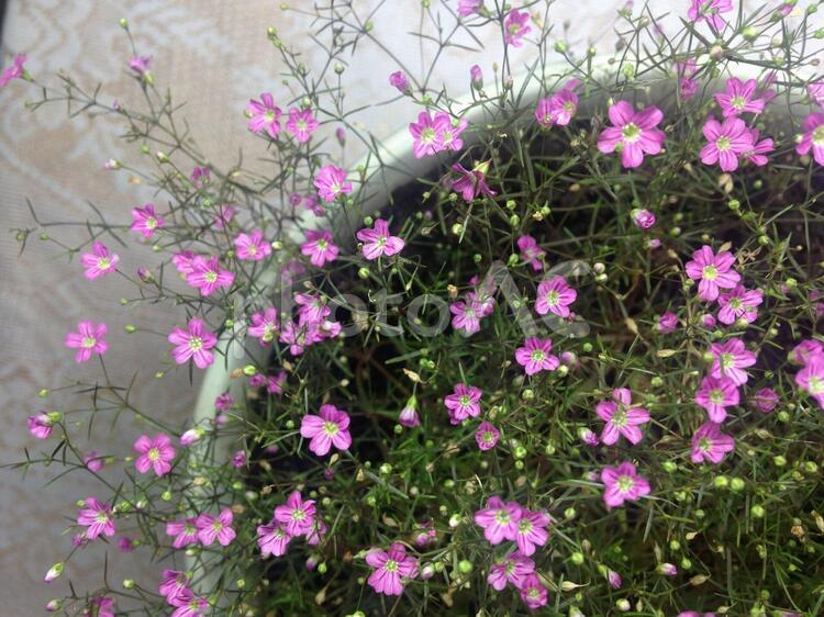   ピンクの  かすみ草 かすみ草,きれい,ピンクのの写真素材