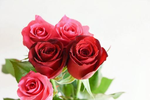 ピンクと赤のばら 薔薇,ばら,フラワーの写真素材