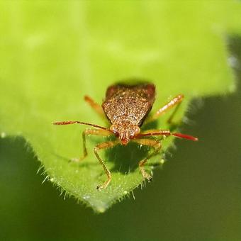 アカヒメヘリカメムシ アカヒメヘリカメムシの写真