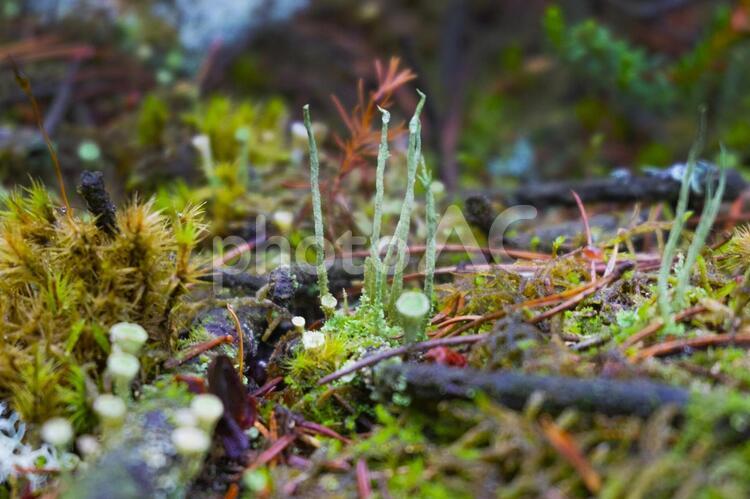 苔や地衣類の世界 苔,小さな植物,植物の写真素材