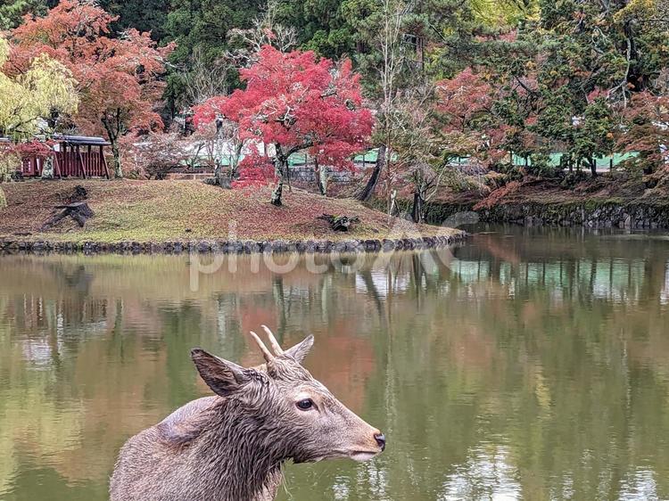 鹿と紅葉 紅葉,秋,鹿の写真素材