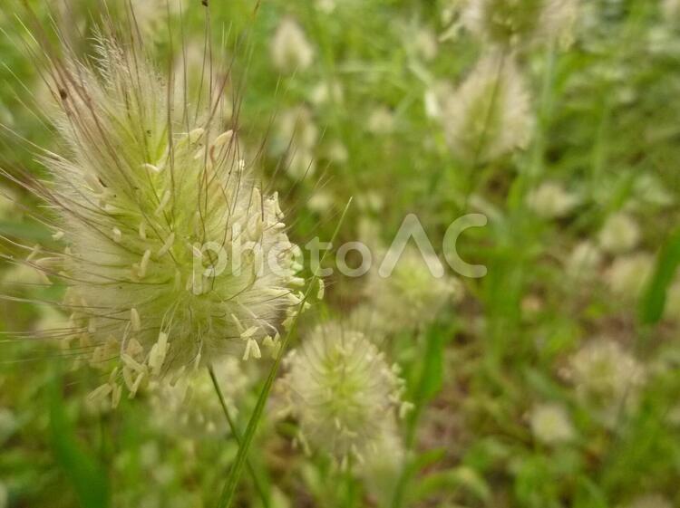 ふわふわの秋の草 秋の草,秋,猫じゃらしの写真素材