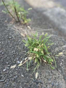 道端の君 道端の君 エノコログサ,ねこじゃらし,イネ科の写真素材
