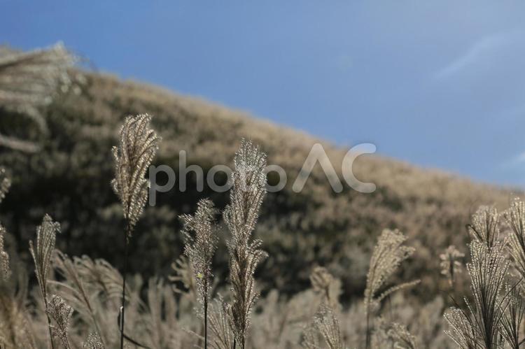 仙石原すすき草原 すすき,風景,穂の写真素材