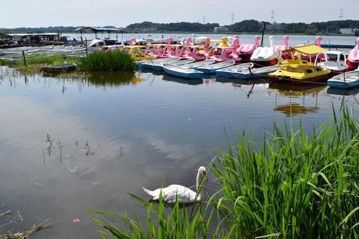 手賀沼 利根川水系 手賀沼 利根川水系 手賀沼,利根川水系,利根川水系の湖沼の写真素材