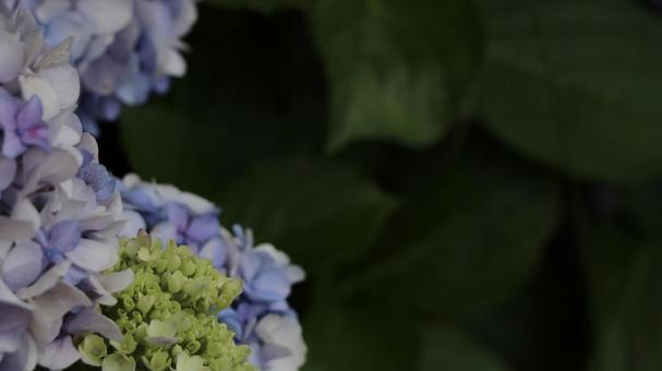 紫陽花 [無加工]版 縦横16:9 黄緑,紫,薄紫の写真素材