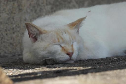 ねこ ねこ にゃんこ,可愛い,野良猫の写真素材