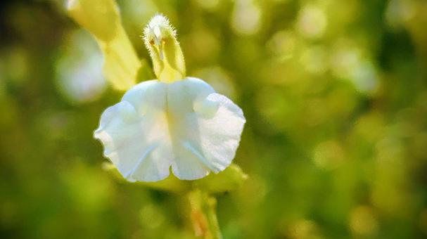 花と緑 花,背景,緑の写真素材