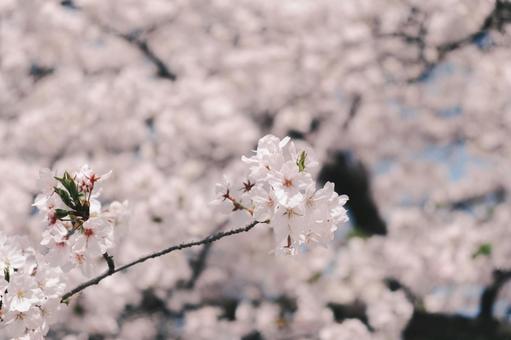 桜 桜,さくら,春の写真素材