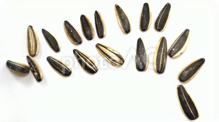 食用ひまわりの種 (6) ひまわりの種,アップ,クローズアップの写真素材