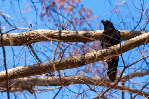 木の枝にとまるカラス カラス,木の枝,青空の写真素材