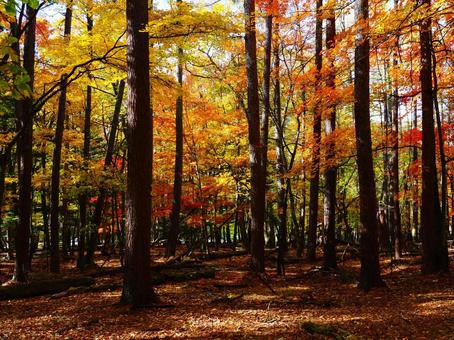 紅葉（瑞牆山） 紅葉,秋,10月の写真素材