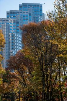 東京都庁と紅葉の風景 10 東京都庁,新宿,都庁の写真素材