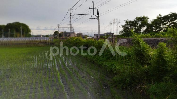 水田と線路 鉄道,屋外で,風景の写真素材