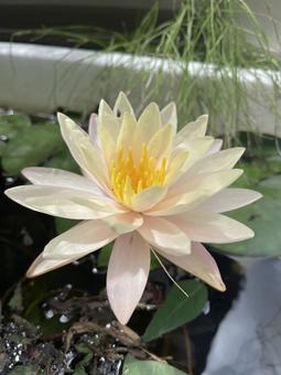 スイレン スイレン 植物,緑,睡蓮の写真素材