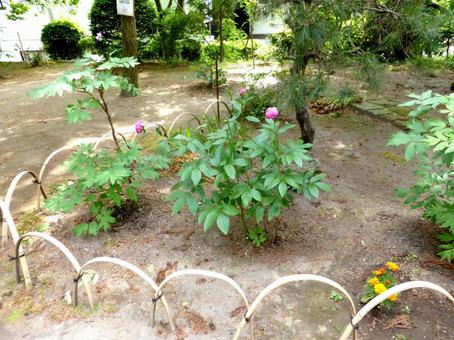 丸く囲まれたお寺の境内に咲く草花 草花,植物,庭の写真素材