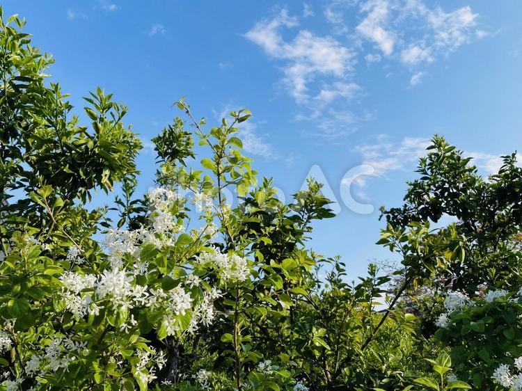 ナンジャモンジャの白い花と青空 ナンジャモンジャ,白花,ガーデニングの写真素材