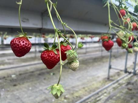 Strawberry Picking, JPG Strawberry Picking, JPG