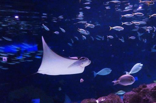 サンピアザ水族館の人気者 サンピアザ水族館の人気者 サンピアザ水族館,エイ,海水魚の写真素材