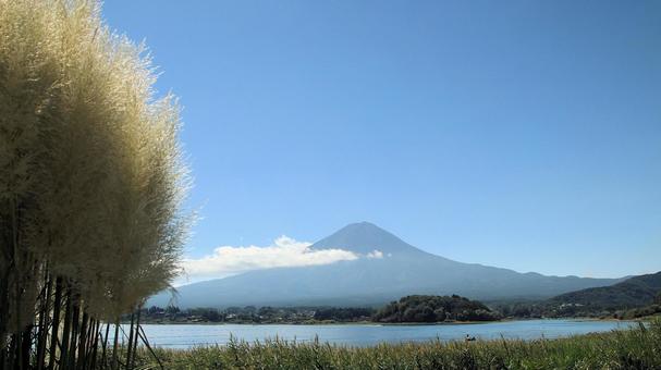 初秋のパンパスグラスと富士山 初秋のパンパスグラスと富士山の写真