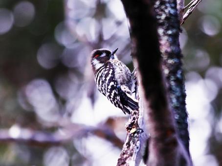 頭に赤い羽根が見える雄のコゲラ 鳥,コゲラ,羽の写真素材