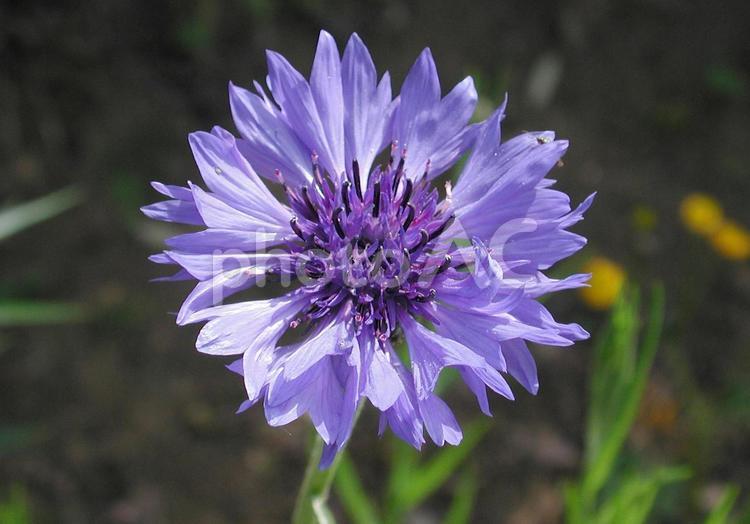 ヤグルマギク・コーンフラワー　パターン 草花,春夏,コーンフラワーの写真素材