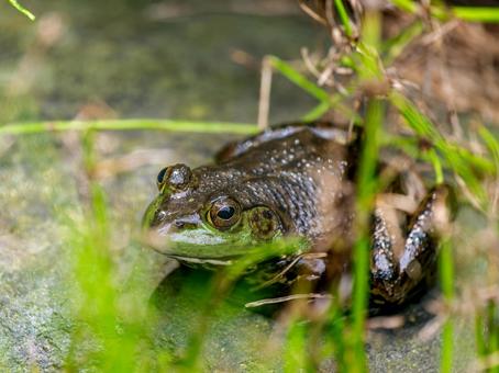 水辺のウシガエル 水辺のウシガエルの写真