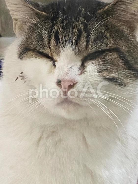 顔にくっつき虫をつけるキジ白猫　縦画像 猫,キジシロ,ドアップの写真素材