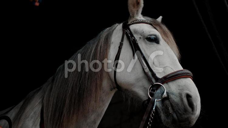 美しい白馬の上半身　煽り 馬,馬の顔,アップの写真素材