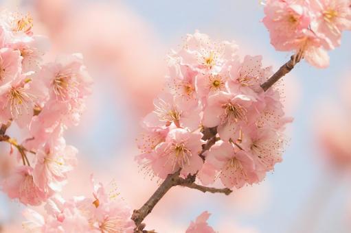 満開の桜の花 満開の桜の花の写真