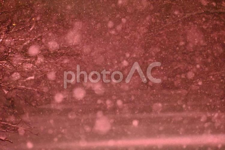 弘前城　冬に咲くサクラ　ライトアップ 風景,景色,景観の写真素材