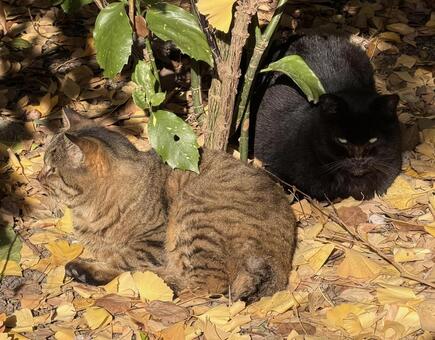 少し警戒中の猫2匹 猫2匹,ひなたぼっこ,キジトラの写真素材