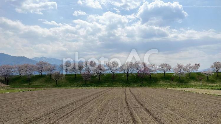 【長野】桜並木の風景 桜,桜並木,木の写真素材