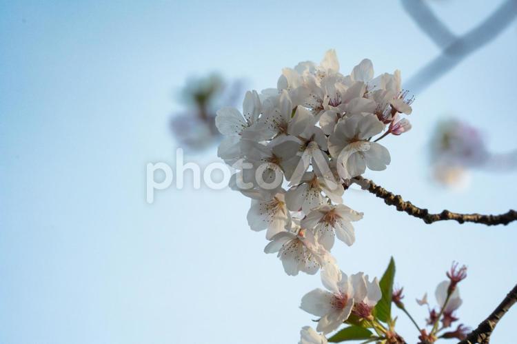 散り際の桜 桜,さくら,サクラの写真素材
