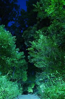 夜の大谷口歴史公園、階段の先に広がる樹々 夜の大谷口歴史公園、階段の先に広がる樹々の写真