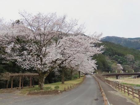 桜 桜の写真