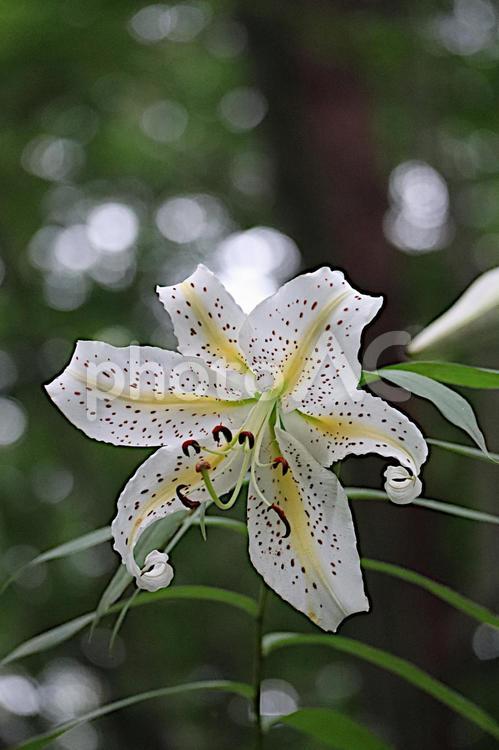 森林に咲く綺麗なヤマユリの花 綺麗,美しい,花の写真素材