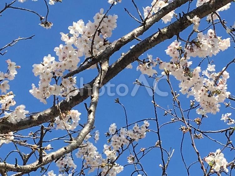 さくらの枝 さくら,サクラ,春の写真素材