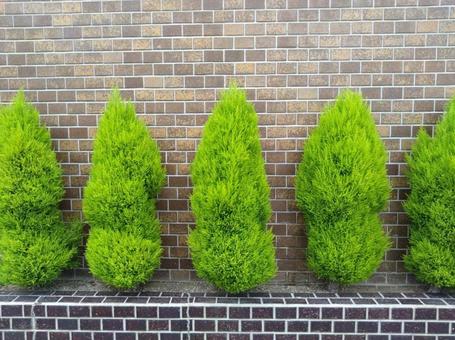 植え込み 植え込みの写真