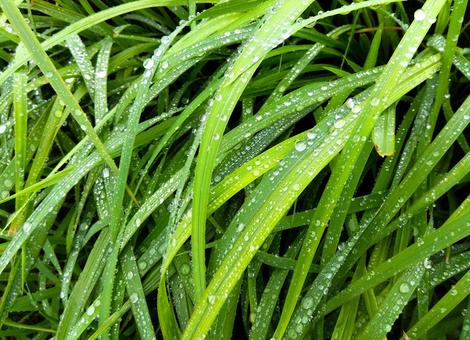 水滴のついた草 草,緑,雨上がりの写真素材