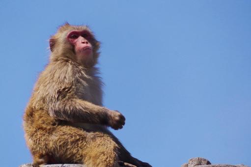 サル サル サル,ニホンザル,一匹の写真素材