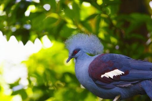 カンムリバト カンムリバト カンムリバト,鳥,動物の写真素材