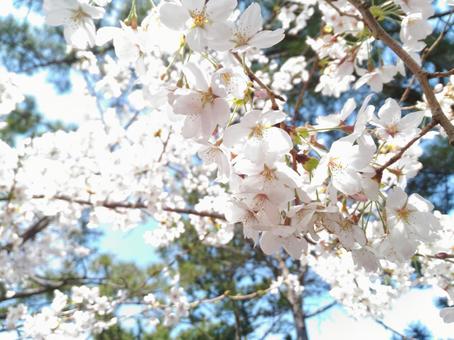 桜 桜の写真
