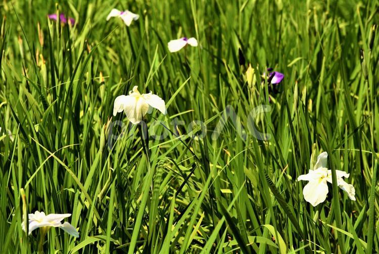 湿地に生える花菖蒲 花菖蒲,季節,湿地の写真素材