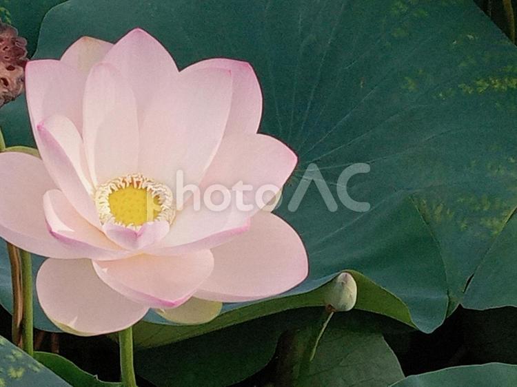 ハス 蓮,花,開花の写真素材