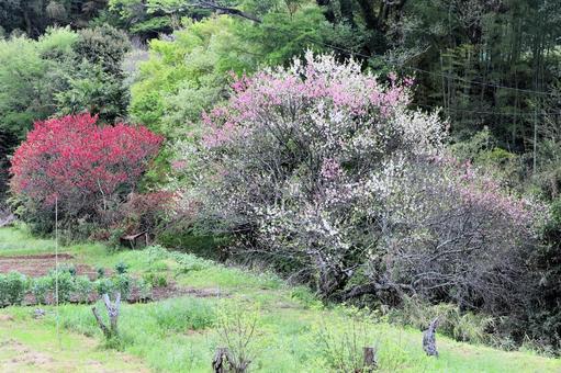 三色の梅 三色の梅 紅梅,桃の梅,梅の木の写真素材