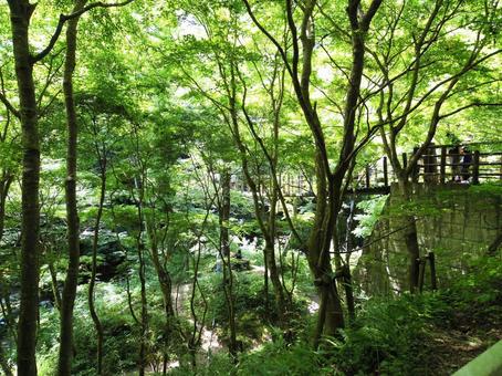 木漏れ日が美しい森の散策路 木漏れ日が美しい森の散策路 森林浴,渓谷,森の中の写真素材