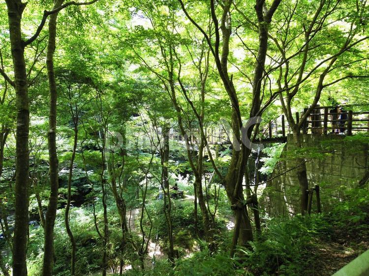 木漏れ日が美しい森の散策路 森林浴,渓谷,森の中の写真素材
